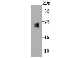 Invitrogen GPX5 Monoclonal Antibody (5A1) 100 &mu;L; Unconjugated:Antibodies,