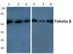 Invitrogen beta Tubulin Monoclonal Antibody (4D9), HRP 100 &mu;L; HRP:Antibodies,