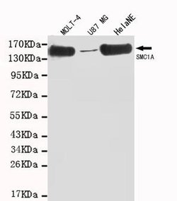 Invitrogen SMC1 Monoclonal Antibody (5E10) 100 &mu;L; Unconjugated:Anticuerpos