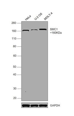 Invitrogen SMC1 Monoclonal Antibody (5E10) 100 &mu;L; Unconjugated:Anticuerpos