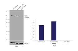Invitrogen SMC1 Monoclonal Antibody (5E10) 100 &mu;L; Unconjugated:Anticuerpos