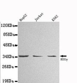 Invitrogen PSME3 Monoclonal Antibody (7A7) 100 &mu;L; Unconjugated:Antibodies,