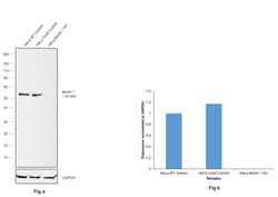 Invitrogen Beclin 1 Monoclonal Antibody (8A8) 100 &mu;L; Unconjugated:Antibodies,