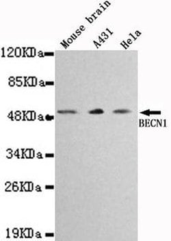 Invitrogen Beclin 1 Monoclonal Antibody (8A8) 100 &mu;L; Unconjugated:Antibodies,