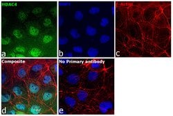 Invitrogen HDAC4 Monoclonal Antibody (5B2) 100 &mu;L; Unconjugated:Antibodies,