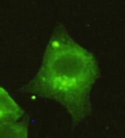 Invitrogen HDAC4 Monoclonal Antibody (5B2) 100 &mu;L; Unconjugated:Antibodies,