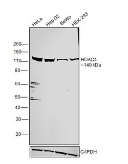 Invitrogen HDAC4 Monoclonal Antibody (5B2) 100 &mu;L; Unconjugated:Antibodies,
