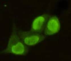 Invitrogen PRMT6 Monoclonal Antibody (7B11) 100 &mu;L; Unconjugated:Antibodies,