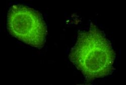 Invitrogen USP7 Monoclonal Antibody (5G9) 100 &mu;L; Unconjugated:Antibodies,