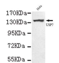 Invitrogen USP7 Monoclonal Antibody (5G9) 100 &mu;L; Unconjugated:Antibodies,