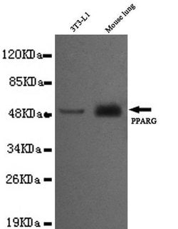 Invitrogen PPAR gamma Monoclonal Antibody (7E11) 100 &mu;L; Unconjugated:Antibodies,