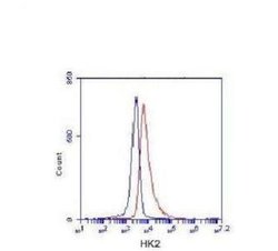 Invitrogen HK2 Monoclonal Antibody (7E7) 100 &mu;L; Unconjugated:Antibodies,