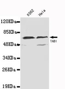Invitrogen TAB1 Monoclonal Antibody (2G4) 100 &mu;L; Unconjugated:Antibodies,