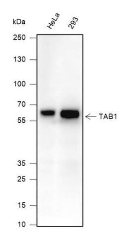 Invitrogen TAB1 Monoclonal Antibody (2G4) 100 &mu;L; Unconjugated:Antibodies,