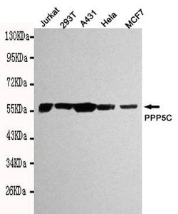Invitrogen PP5 Monoclonal Antibody (2A9) 100 &mu;L; Unconjugated:Antibodies,