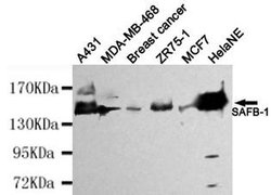 SAFB Monoclonal Antibody (8H3), Invitrogen 100 &mu;L | Buy Online | Thermo Scientific | Fisher Scientific