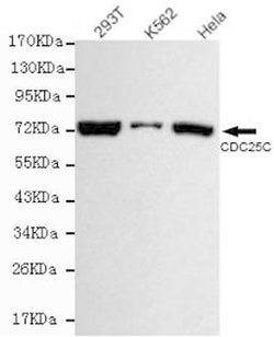 Invitrogen Cdc25C Monoclonal Antibody (2H3) 100 &mu;L; Unconjugated:Antibodies,