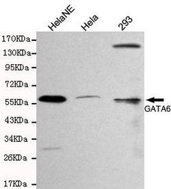 Invitrogen GATA6 Monoclonal Antibody (6H8) 100 &mu;L; Unconjugated:Antibodies,