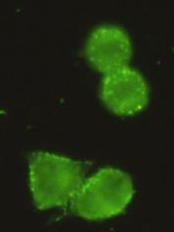 Invitrogen HK1 Monoclonal Antibody (8C2) 100 &mu;L; Unconjugated:Antibodies,
