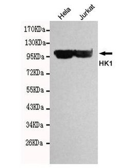 Invitrogen HK1 Monoclonal Antibody (8C2) 100 &mu;L; Unconjugated:Antibodies,