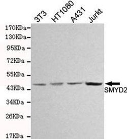 Invitrogen SMYD2 Monoclonal Antibody (8E5) 100 &mu;L; Unconjugated:Antibodies,