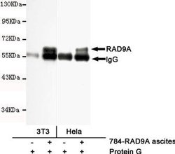 Invitrogen RAD9 Monoclonal Antibody (6B5) 100 &mu;L; Unconjugated:Antibodies,