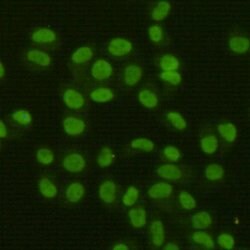 Invitrogen FEN1 Monoclonal Antibody (7H8) 100 &mu;L; Unconjugated:Antibodies,