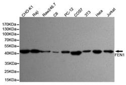 Invitrogen FEN1 Monoclonal Antibody (7H8) 100 &mu;L; Unconjugated:Antibodies,
