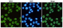 Invitrogen BRG1 Monoclonal Antibody (6D7) 100 &mu;L; Unconjugated:Antibodies,