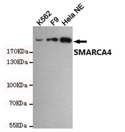 Invitrogen BRG1 Monoclonal Antibody (6D7) 100 &mu;L; Unconjugated:Antibodies,