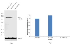 Invitrogen BRG1 Monoclonal Antibody (6D7) 100 &mu;L; Unconjugated:Antibodies,