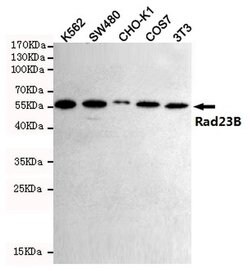 Invitrogen RAD23B Monoclonal Antibody (5H1) 100 &mu;L | Buy Online | Invitrogen&trade; | Fisher Scientific