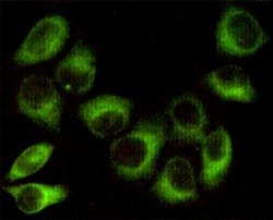 Invitrogen AMPK beta-1 Monoclonal Antibody (1A7) 100 &mu;L; Unconjugated:Antibodies,