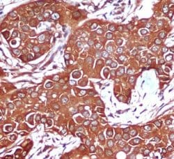 Invitrogen AMPK beta-1 Monoclonal Antibody (1A7) 100 &mu;L; Unconjugated:Antibodies,