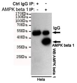 Invitrogen AMPK beta-1 Monoclonal Antibody (1A7) 100 &mu;L; Unconjugated:Antibodies,