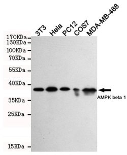 Invitrogen AMPK beta-1 Monoclonal Antibody (1A7) 100 &mu;L; Unconjugated:Antibodies,
