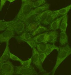 Invitrogen PKM2 Monoclonal Antibody (1F2) 100 &mu;L; Unconjugated:Antibodies,