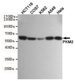 Invitrogen PKM2 Monoclonal Antibody (1F2) 100 &mu;L; Unconjugated:Antibodies,