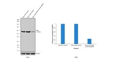 Invitrogen PKM2 Monoclonal Antibody (1F2) 100 &mu;L; Unconjugated:Antibodies,