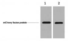 Invitrogen mCherry Monoclonal Antibody (4B3) 100 &mu;L; Unconjugated:Antibodies,
