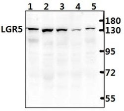 Invitrogen LGR5 Monoclonal Antibody (2G11) 100 &mu;L; Unconjugated:Antibodies,