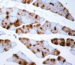 Invitrogen MYH7 Monoclonal Antibody (NOQ7.5.4D) 100 &mu;g; Unconjugated:Antibodies,