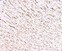 Invitrogen MAP1A Monoclonal Antibody (HM-1) 100 &mu;g; Unconjugated:Antibodies,