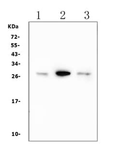 Invitrogen Calbindin D28K Monoclonal Antibody (CB-955) 100 &mu;g; Unconjugated:Antibodies,