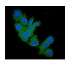 Invitrogen FHIT Monoclonal Antibody (26H7) 100 &mu;g; Unconjugated:Antibodies,