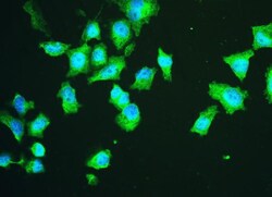 Invitrogen HSPA2 Monoclonal Antibody (4A4) 100 &mu;g; Unconjugated:Antibodies,