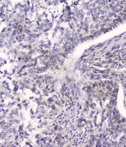 Invitrogen HSPA2 Monoclonal Antibody (4A4) 100 &mu;g; Unconjugated:Antibodies,