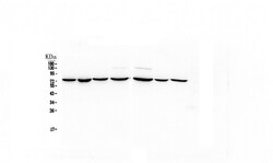 Invitrogen HSPA2 Monoclonal Antibody (4A4) 100 &mu;g; Unconjugated:Antibodies,