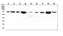 Invitrogen HSPA2 Monoclonal Antibody (4A4) 100 &mu;g; Unconjugated:Antibodies,