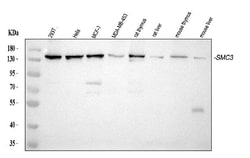 Invitrogen SMC3 Monoclonal Antibody (4C12) 100 &mu;g | Buy Online | Invitrogen&trade; | Fisher Scientific
